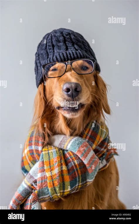 golden retriever with scarf